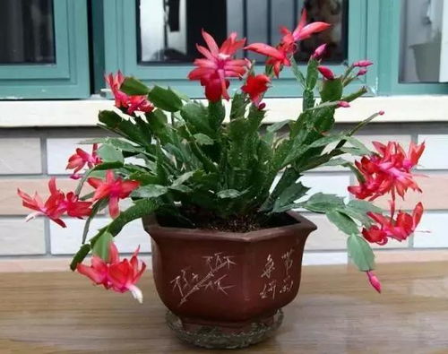 家居設(shè)計綠植擺放的7個要點 這樣擺設(shè)才高大上