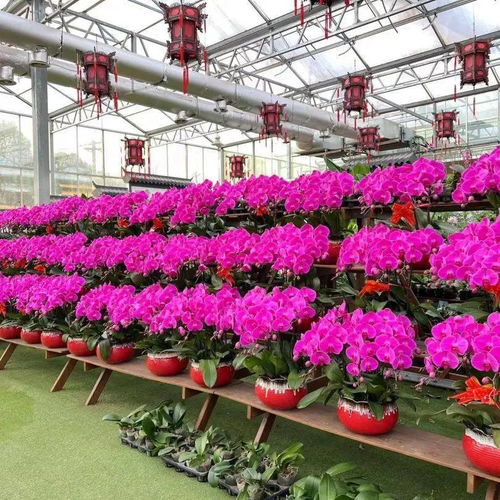 花滿金陵，美好生活——2022南京精品年宵花展與辦公用品完美融合