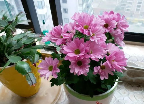 未來2個月新買的花要靜養(yǎng)，牢記3點，個個都能養(yǎng)成精品