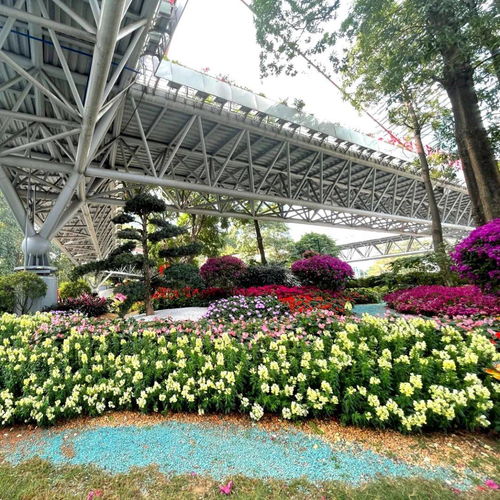 新春走基層｜廣州天河 精品花帶花境等你來打卡